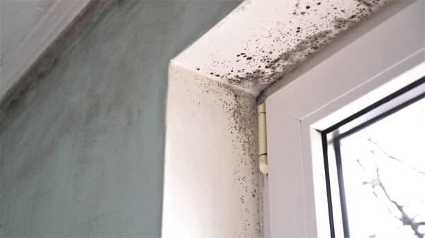 Best Mold Testing  in North Charleroi, PA