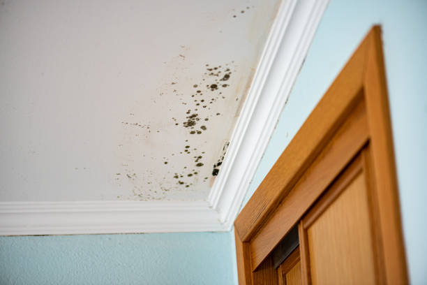Best Certified Mold Removal  in North Charleroi, PA
