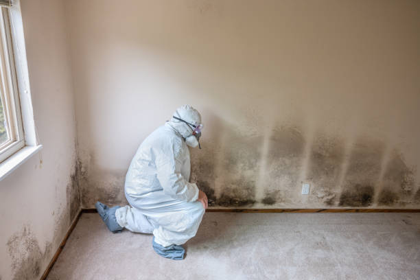 Best Same-Day Mold Removal  in North Charleroi, PA