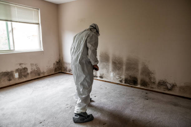 Best Commercial Mold Removal  in North Charleroi, PA
