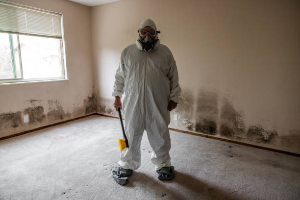 Reliable North Charleroi, PA Mold Removal Solutions