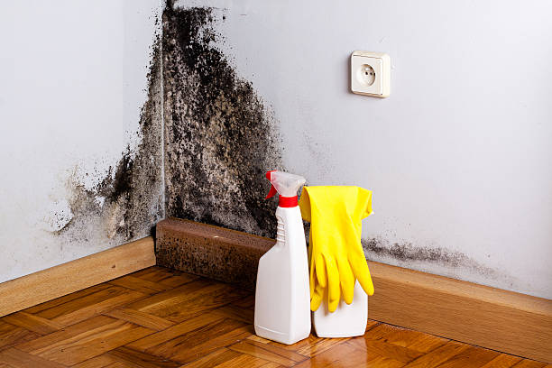 Best Mold Damage Repair  in North Charleroi, PA
