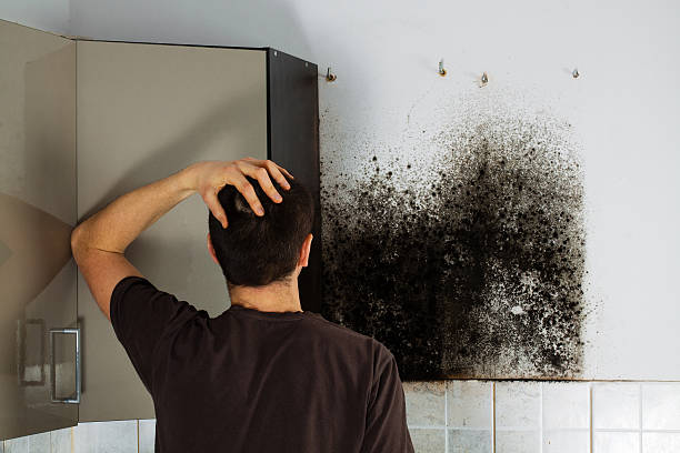Best Residential Mold Removal  in North Charleroi, PA