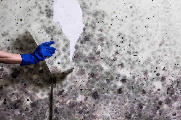 Best Fast Mold Removal  in North Charleroi, PA