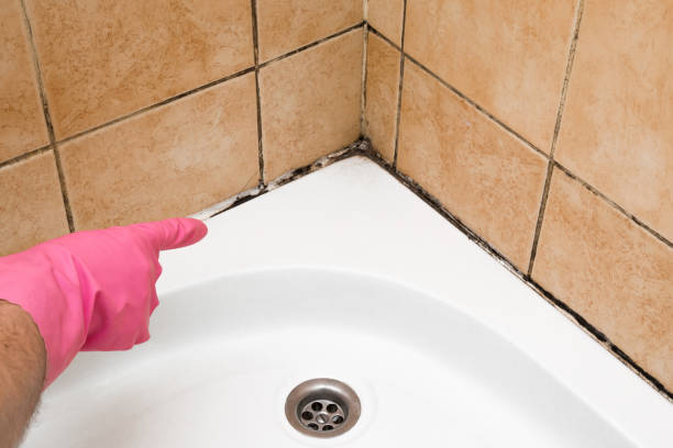 Best Emergency Mold Removal  in North Charleroi, PA