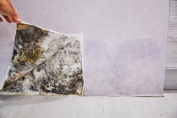 Best Professional Mold Removal  in North Charleroi, PA
